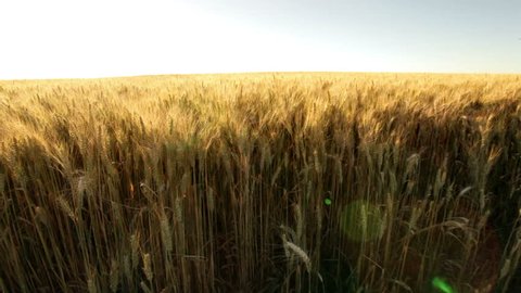 pan shot directly over wheat field in sunshine 