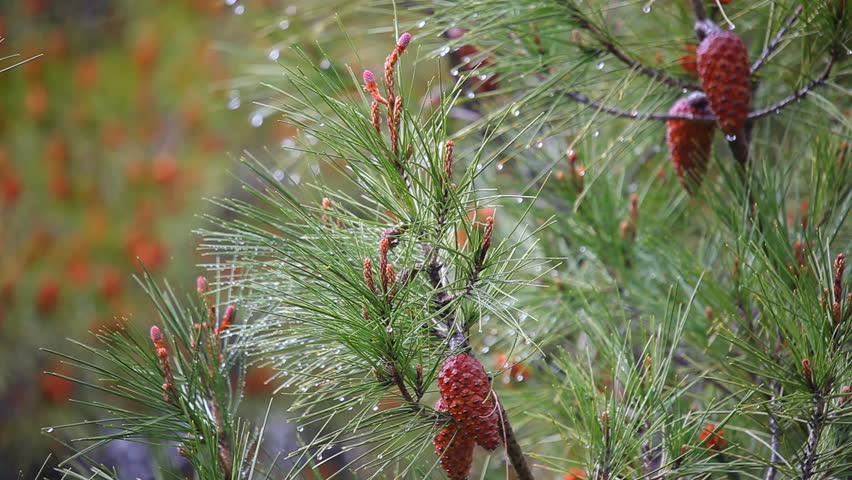 Pine tree by rain