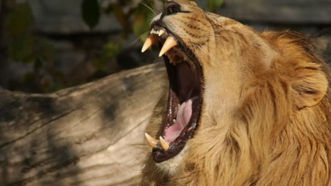 The yawning head of a lion on fallen tree background. The biggest cat of the world, horoscope and zodiac symbol close up in profile. Amazing beauty of the wildlife in the excellent HD footage.