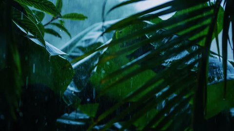 Tropical rain. Slow motion. Leaves And Raindrops