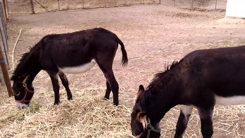 A donkey jack and his jenny try to get along during dinner. In a corral on a ranch where donkeys are raised. 