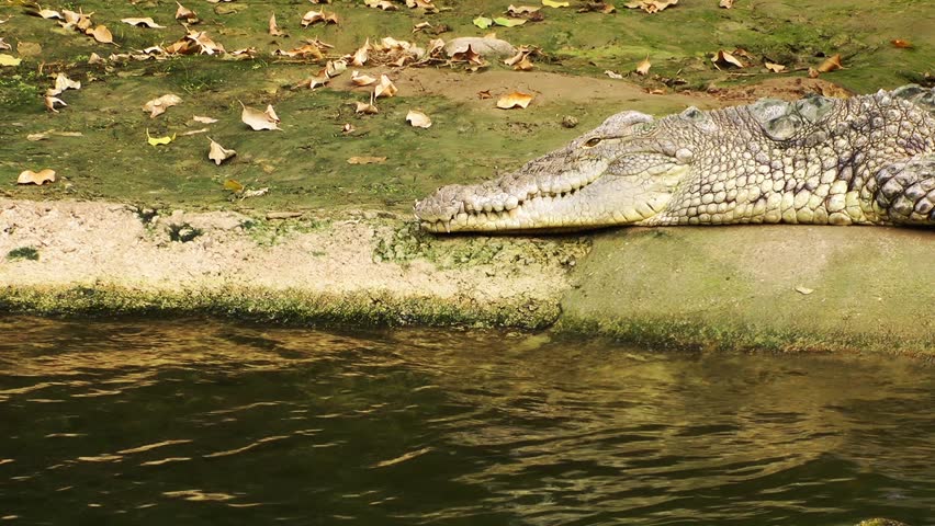 Crocodile is Sleeping Near the Stock Footage Video (100% Royalty-free ...