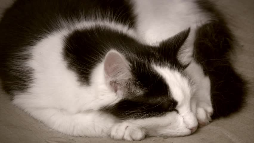 Sleeping Cat, black and white domestic cat curled up asleep indoors Royalty-Free Stock Footage #8435467