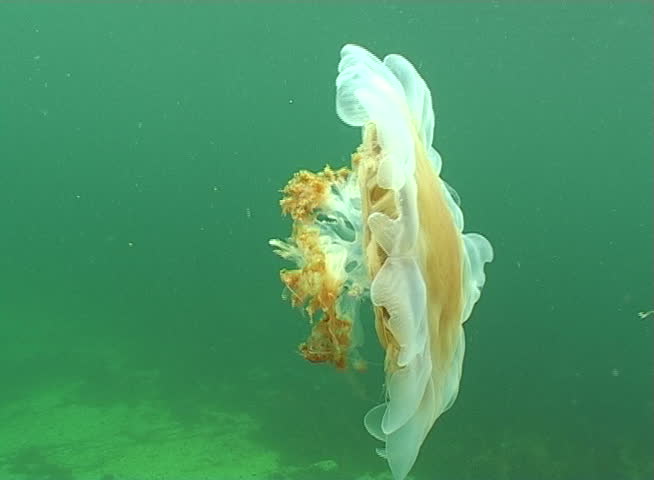 jellyfish medusa medusozoa underwater video norway Stock Footage Video ...