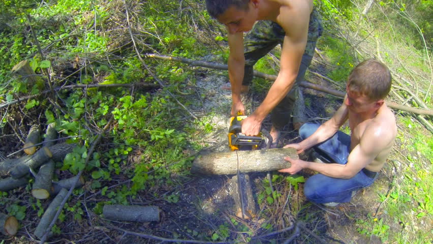 two men sawing trees in the forest for firewood chainsaw