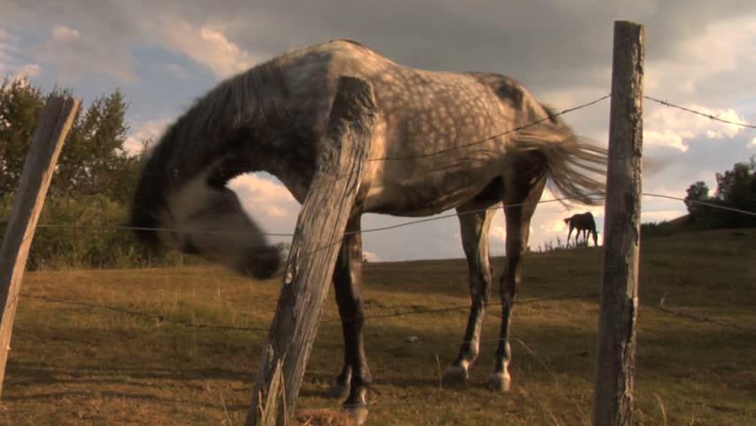 A horse grazing in a field