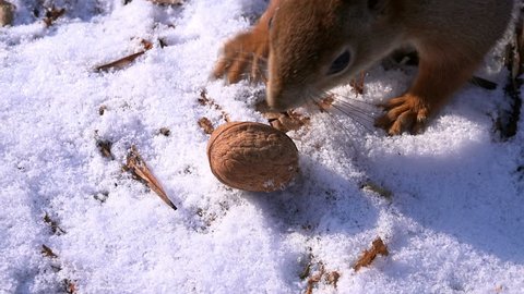 Cute Squirrel Taking Walnut and Escaping in Winter Forest. 4K Ultra HD 3840x2160 Video Clip