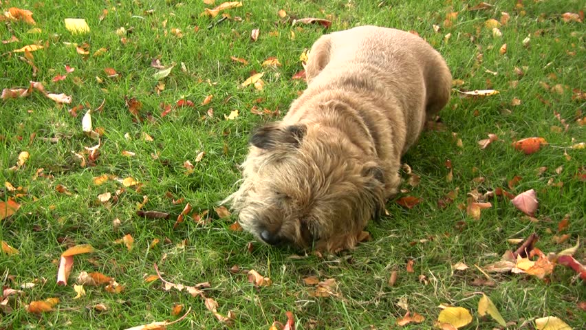 Dog with a bone, male border terrier outdoors on lawn in autumn chewing on bone Royalty-Free Stock Footage #8445997