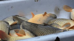 Fishermen caught carp, fish classified by size and weight, Video clip
