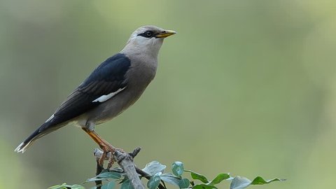 Bird (Vinous - breasted Starling) , Thailand