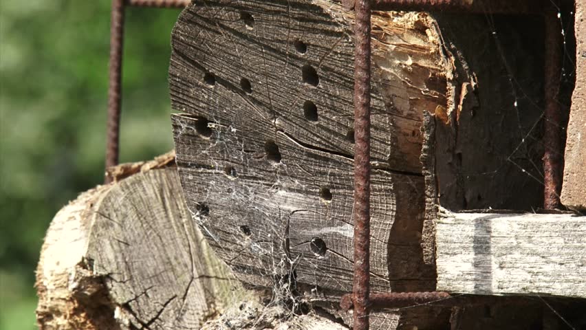 Honey bee creeping in and out a log with drilled holes, insect hotel which offers nesting facilities and shelter for insects.