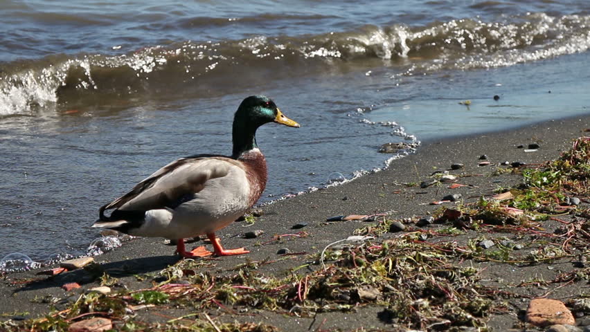 A duck is searching for food on the shore of Bracciano lake, near Rome, Italy, in a sunny winter day