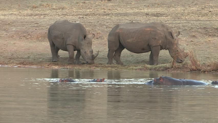 2 White rhino eating with hippo in the water