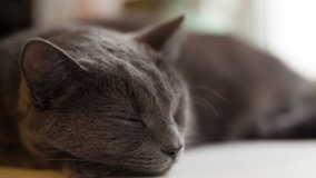 gray cat sleeping on window, closeup video