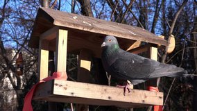 Pigeon in the Feeder in Winter Park. 4K Ultra HD 3840x2160 Video Clip