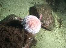 Norway underwater sea diving video