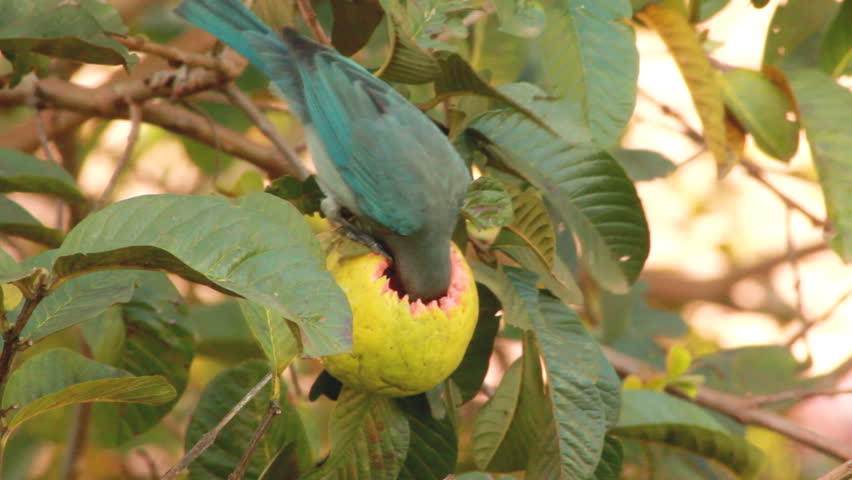Blue Gray Tanager eating a Guava fruit.