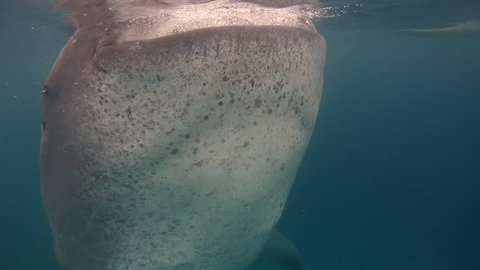 Whale shark (Rhincodon typus) feeds on plankton by filtering water, Bohol Sea, Oslob, Cebu, Philippines, Southeast Asia