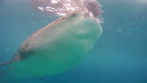 Whale shark (Rhincodon typus) feeds on plankton by filtering water, Bohol Sea, Oslob, Cebu, Philippines, Southeast Asia