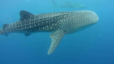 Whale shark (Rhincodon typus) Bohol Sea, Oslob, Cebu, Philippines, Southeast Asia