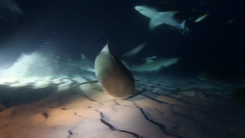 Dangerous night dive with Tiger and Lemon sharks