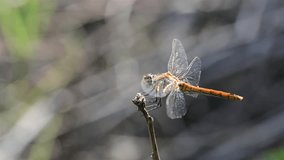 Dragonfly resting on a dry branch