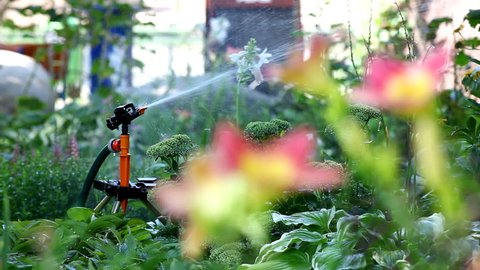 sprinkler in garden pour flower - focus on flower