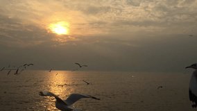Seagulls flying over sunset