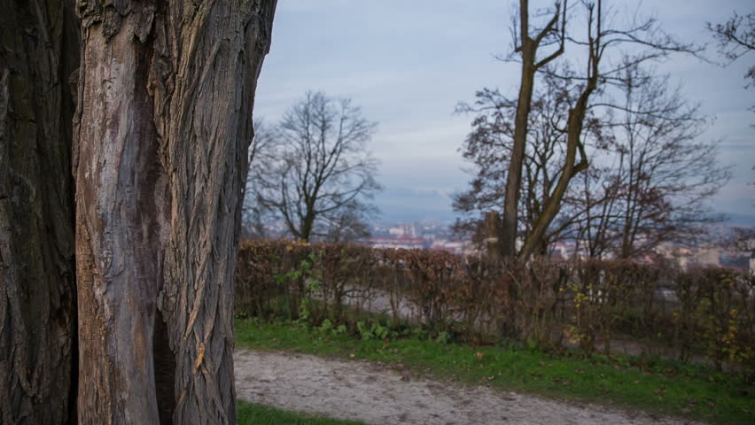 Person leans on tree and plays with cellphone. Wide shot of big tree with city in background, young attractive man rests standing beside a tree and plays with cellphone.