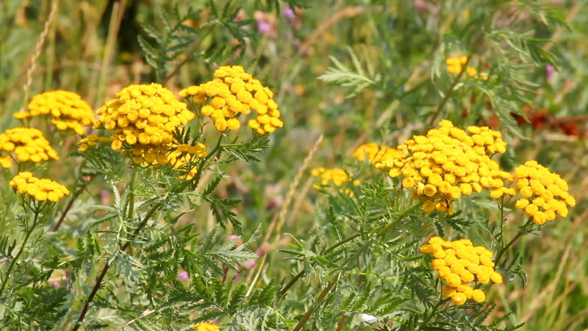 tansy flowers on green meadow