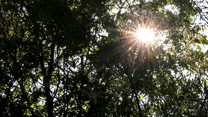 bright sun shines through tree foliage