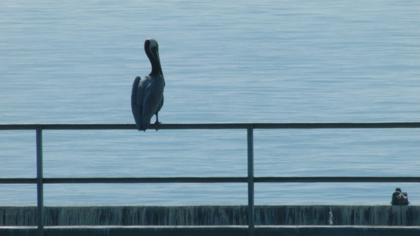 PELICAN, SITTING ON A HANDRAIL, WATCHES A FAST BOAT GO BY.