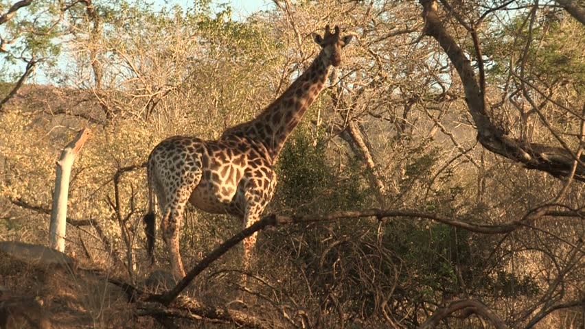 Giraffe eating and shows off his long tongue. 