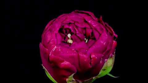 Timelapse of purple peony flower blooming on black background, closeup view of petals