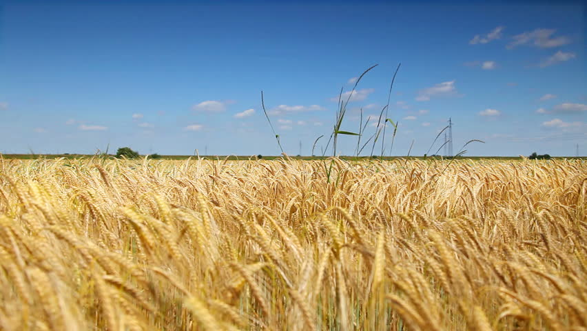Gold Wheat field and blue sky change focus