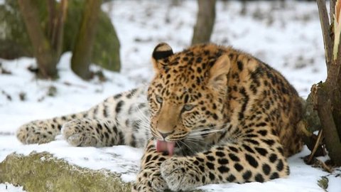 Juvenile (9-months) Amur leopard (Panthera pardus orientalis) in zoological garden
