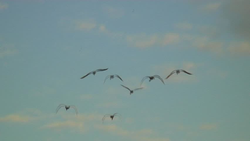 Swans in Flight