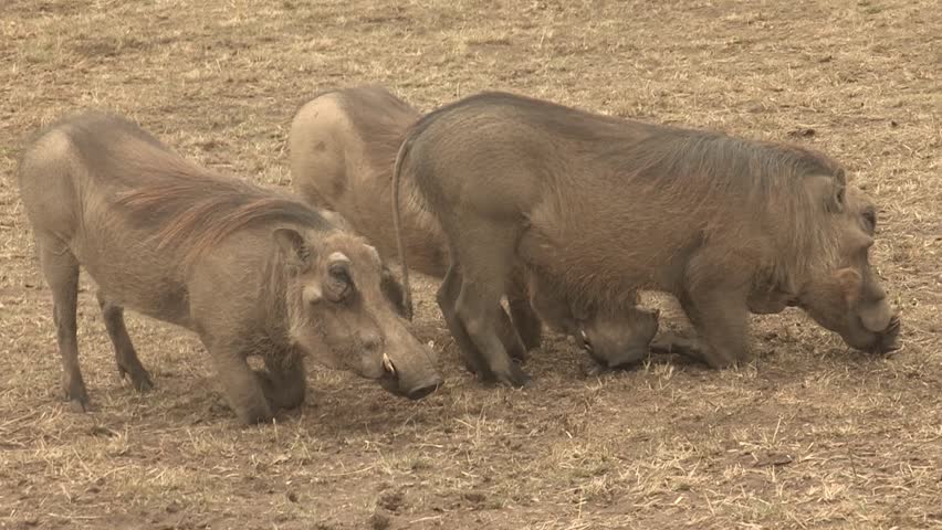 3 Warthogs eating.