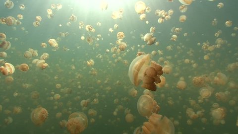Thousands of Jellyfish
