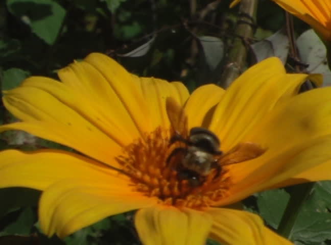 sunflower with bumble bee