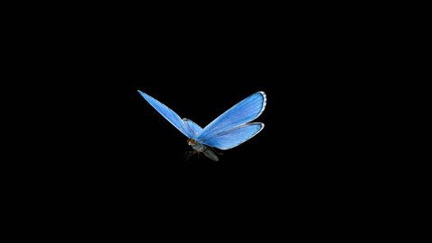 Butterfly - 3D - Round Flying - 13 L - Blue Adonis - Large - Loop - Alpha channel