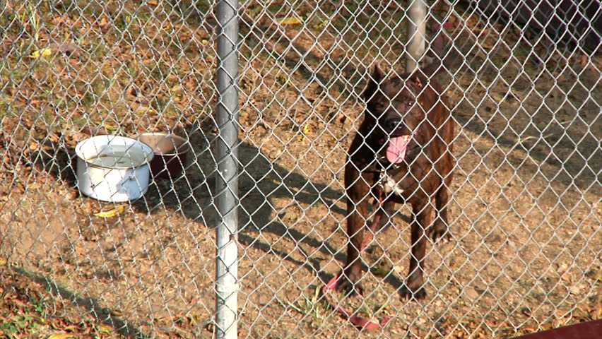 A caged pitt bull barks at the neighbors.