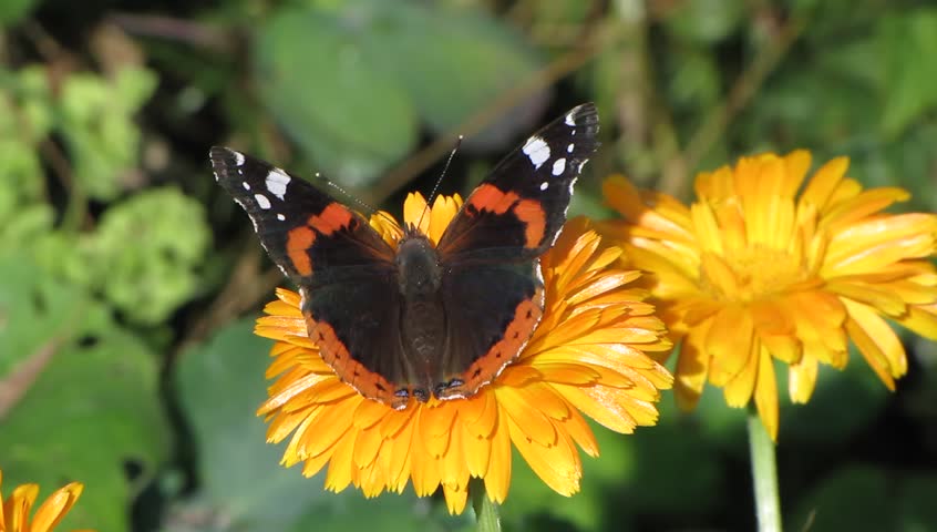 Red Admiral on a flower