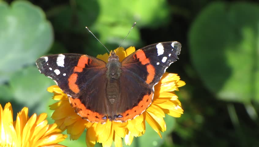 Red Admiral on a flower