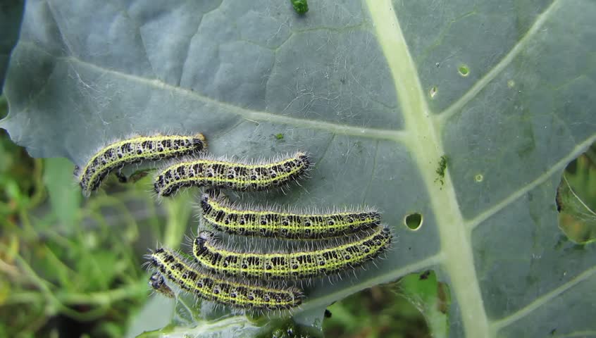 White cabbage caterpillar