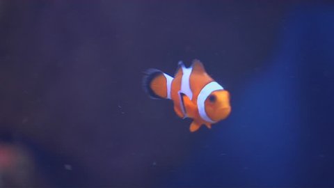 Close Up Of Clown Fish