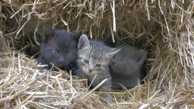 Cute kittens in hay hiding and mewing 4K 3840X2160 UHD video - Three little cats in the whole 4K 3840X2160 UHD footage