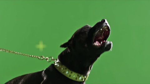 Real black pit bull dog barking green screen chroma key Slow Motion