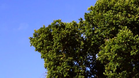 Tree Leaves Rustle in the Wind Against a Clear Blue Sky