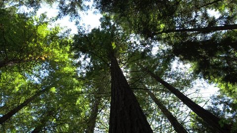 Tree canopy of California Coast Redwoods in Redwoods Whakarewarewa Forest in Rotorua, New Zealand.